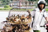 Khẩn cấp ngăn cúm H7N9 vào Việt Nam Khẩn cấp ngăn cúm H7N9 vào Việt Nam