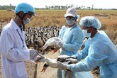Phòng chống dịch bệnh những tháng cuối năm: Nhiều nguy cơ bùng phát dịch Phòng chống dịch bệnh những tháng cuối năm: Nhiều nguy cơ bùng phát dịch