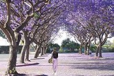 "Thâm cung bí sử" (58-6): Hoa không chỉ đẹp và thơm "Thâm cung bí sử" (58-6): Hoa không chỉ đẹp và thơm