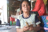 Bài thuốc chữa vô sinh của người phụ nữ Vân Kiều Bài thuốc chữa vô sinh của người phụ nữ Vân Kiều