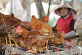 Nguy cơ cúm A/H7N9 vào Việt Nam rất lớn Nguy cơ cúm A/H7N9 vào Việt Nam rất lớn