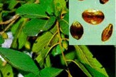 9 bài thuốc chữa khàn tiếng hiệu quả 9 bài thuốc chữa khàn tiếng hiệu quả