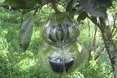 Bưởi, dưa hấu hồ lô được ốp thêm hình đồng tiền, thỏi vàng Bưởi, dưa hấu hồ lô được ốp thêm hình đồng tiền, thỏi vàng