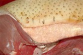 Chiêu đểu biến lợn siêu nạc thành lợn mán đặc sản Chiêu đểu biến lợn siêu nạc thành lợn mán đặc sản
