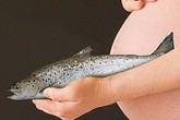 Mẹ bầu và cách ăn thủy hải sản hợp lý Mẹ bầu và cách ăn thủy hải sản hợp lý