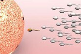 Nam giới nên ăn cà chua để bảo vệ tinh trùng Nam giới nên ăn cà chua để bảo vệ tinh trùng