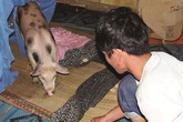 Báo hiếu bằng cách cho heo ăn cơm, uống trà ở miền Tây Báo hiếu bằng cách cho heo ăn cơm, uống trà ở miền Tây