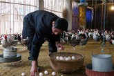 Hết sốt giá đến "khủng hoảng" thừa trứng gà Hết sốt giá đến "khủng hoảng" thừa trứng gà