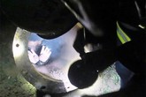 Cưa ống ngầm giải cứu em bé mắc kẹt suốt 25 giờ dưới lòng đất Cưa ống ngầm giải cứu em bé mắc kẹt suốt 25 giờ dưới lòng đất