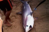 Lần đầu tiên cá mập trắng dạt vào bãi tắm Nha Trang Lần đầu tiên cá mập trắng dạt vào bãi tắm Nha Trang