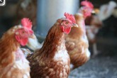 Những điều nên biết về chủng vi rút chết người H7N9 Những điều nên biết về chủng vi rút chết người H7N9