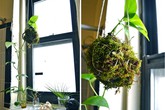 2 cách trồng cây cực xinh cho mùa hè 2 cách trồng cây cực xinh cho mùa hè