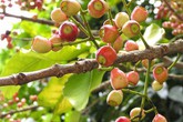 Công dụng tuyệt vời của cây vối Công dụng tuyệt vời của cây vối