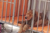 Thời khốn khó, mang cả chó đi cầm cố Thời khốn khó, mang cả chó đi cầm cố