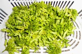 Đổi vị với thịt bò xào bông thiên lý Đổi vị với thịt bò xào bông thiên lý