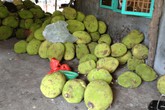 Bị đồn mít nhúng thuốc Trung Quốc, nông dân thiệt hàng tỷ đồng Bị đồn mít nhúng thuốc Trung Quốc, nông dân thiệt hàng tỷ đồng