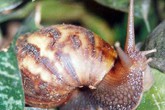 Ăn ốc, hai chị em bị viêm màng não Ăn ốc, hai chị em bị viêm màng não