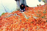 Lời tỏ tình của…vợ Lời tỏ tình của…vợ