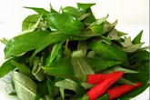 Công dụng chữa bệnh của rau răm Công dụng chữa bệnh của rau răm
