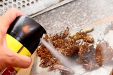 Cách dùng thuốc diệt côn trùng không gây hại sức khỏe Cách dùng thuốc diệt côn trùng không gây hại sức khỏe