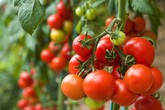 11 lý do nên ăn cà chua 11 lý do nên ăn cà chua