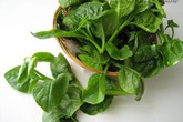 Tác dụng chữa bệnh kỳ diệu của rau mồng tơi Tác dụng chữa bệnh kỳ diệu của rau mồng tơi