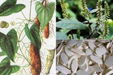 Công dụng tuyệt vời khi ăn củ mài Công dụng tuyệt vời khi ăn củ mài