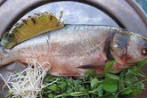 Công dụng chữa bệnh tuyệt vời của cá mè Công dụng chữa bệnh tuyệt vời của cá mè