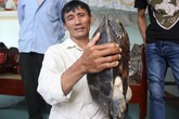 Hoảng hồn với cụ rùa nặng 12kg nửa đêm bò vào nhà dân Hoảng hồn với cụ rùa nặng 12kg nửa đêm bò vào nhà dân