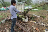 Bắt nam thanh niên cắt trộm dây cáp viễn thông Bắt nam thanh niên cắt trộm dây cáp viễn thông