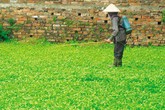 Rau càng đắt, độc càng tăng? Rau càng đắt, độc càng tăng?