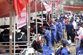 Bò sữa đi thi Hoa hậu Bò sữa đi thi Hoa hậu