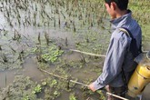 Nghệ An vào mùa tận diệt thủy sinh Nghệ An vào mùa tận diệt thủy sinh