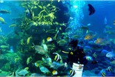 “Thám hiểm” đại dương giữa lòng Hà Nội “Thám hiểm” đại dương giữa lòng Hà Nội