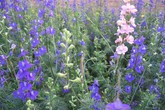 Truyền thuyết về hoa Violet Truyền thuyết về hoa Violet