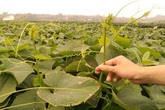 Đặc sản su su “tắm” thuốc kích thích Đặc sản su su “tắm” thuốc kích thích