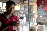 Chàng trai dạy chim hót kiếm bạc tỷ Chàng trai dạy chim hót kiếm bạc tỷ