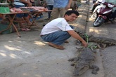 Rợn người cá sấu sống bày bán trước cổng chợ Rợn người cá sấu sống bày bán trước cổng chợ