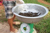 Hãi hùng cả làng kéo nhau đi bắt đỉa bỏ cả ruộng Hãi hùng cả làng kéo nhau đi bắt đỉa bỏ cả ruộng