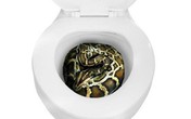 Kinh hãi trăn nấp trong toilet lao ra cắn người Kinh hãi trăn nấp trong toilet lao ra cắn người