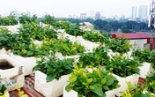 Độc nhất Hà Thành: 'Trang trại' cá, gà, lợn... trong nhà ống phố lớn Độc nhất Hà Thành: 'Trang trại' cá, gà, lợn... trong nhà ống phố lớn