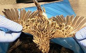 Bị bắt vì giấu 200 xác chim trong hành lý Bị bắt vì giấu 200 xác chim trong hành lý