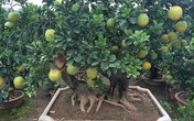 Rao bán 40 triệu đồng một cây bưởi cảnh bonsai chưng Tết Rao bán 40 triệu đồng một cây bưởi cảnh bonsai chưng Tết