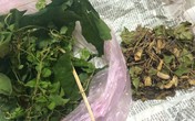 Bé trai 3 tháng ngộ độc vì dùng thuốc nam chữa tiêu chảy Bé trai 3 tháng ngộ độc vì dùng thuốc nam chữa tiêu chảy