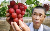 Hoa quả giá hàng trăm triệu chỉ có ở Nhật Bản Hoa quả giá hàng trăm triệu chỉ có ở Nhật Bản
