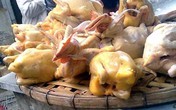 Phát hoảng với gà mía Trung Quốc luộc sẵn Phát hoảng với gà mía Trung Quốc luộc sẵn