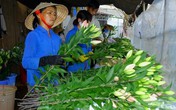 Lãi 3 tỷ đồng mỗi năm nhờ trồng hoa lily Lãi 3 tỷ đồng mỗi năm nhờ trồng hoa lily