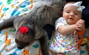 Bộ ảnh cực đáng yêu bé 5 tháng tuổi bên chú lười tinh nghịch Bộ ảnh cực đáng yêu bé 5 tháng tuổi bên chú lười tinh nghịch
