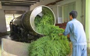 Rau đắng đất – vị thuốc quý từ thiên nhiên Rau đắng đất – vị thuốc quý từ thiên nhiên