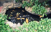 Đừng xem thường phong thủy ao hồ trong nhà, họa sẽ nhiều hơn phúc Đừng xem thường phong thủy ao hồ trong nhà, họa sẽ nhiều hơn phúc